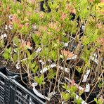Azalka veľkokvetá (Azalea Mollis) ´CHANEL´ - výška 40-60 cm, kont. C3L/C1L